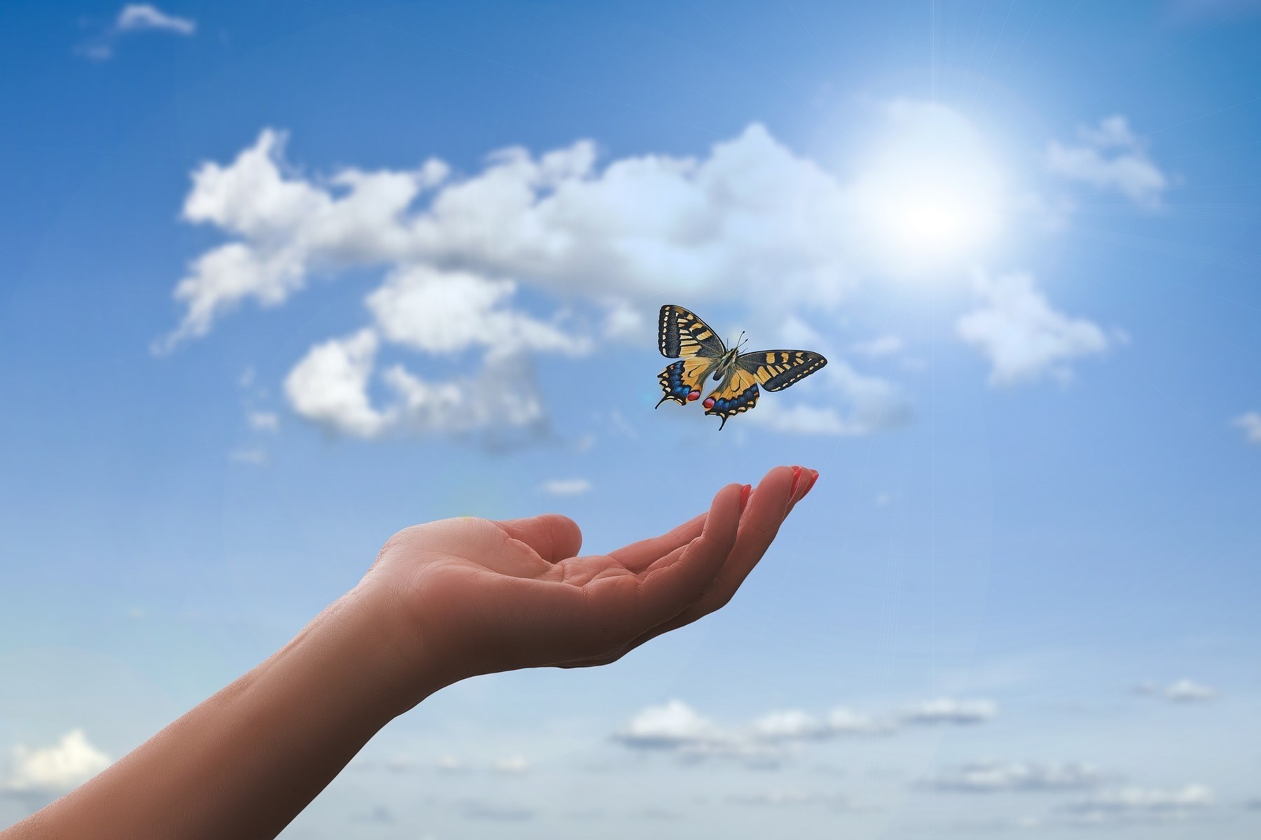 Butterfly flying towards a childs hand
