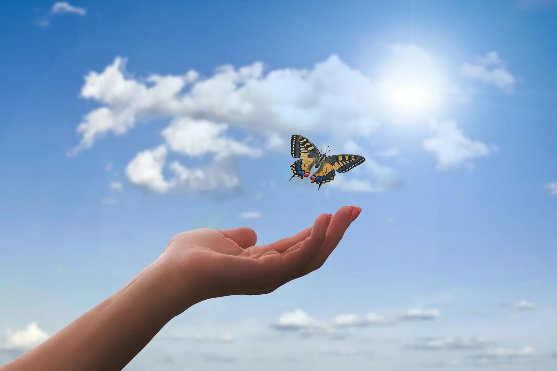 Butterfly flying towards a childs hand
